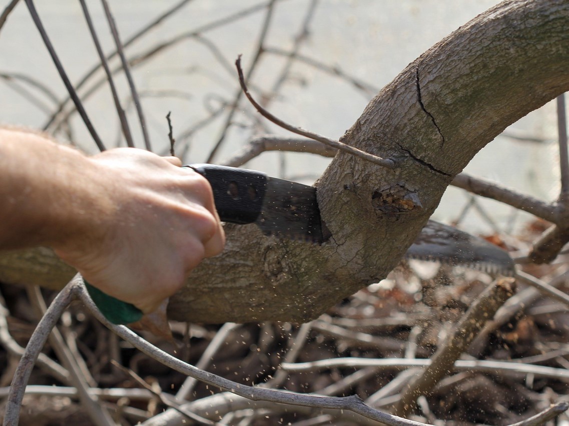 Prořezávací pilka v akci